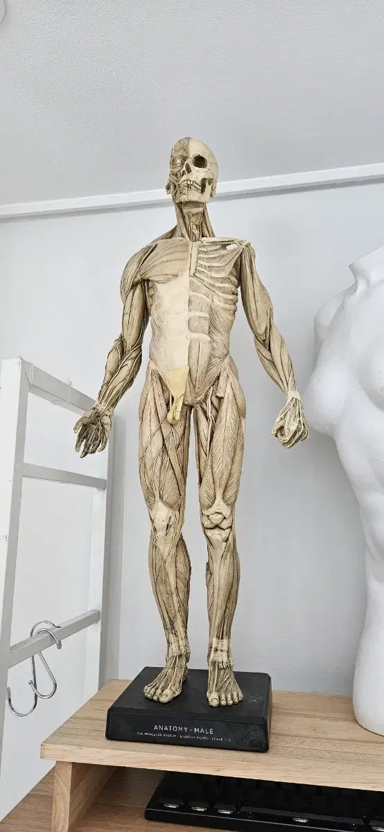 Anatomy Toos 한정판 정품 아나토미 피규어